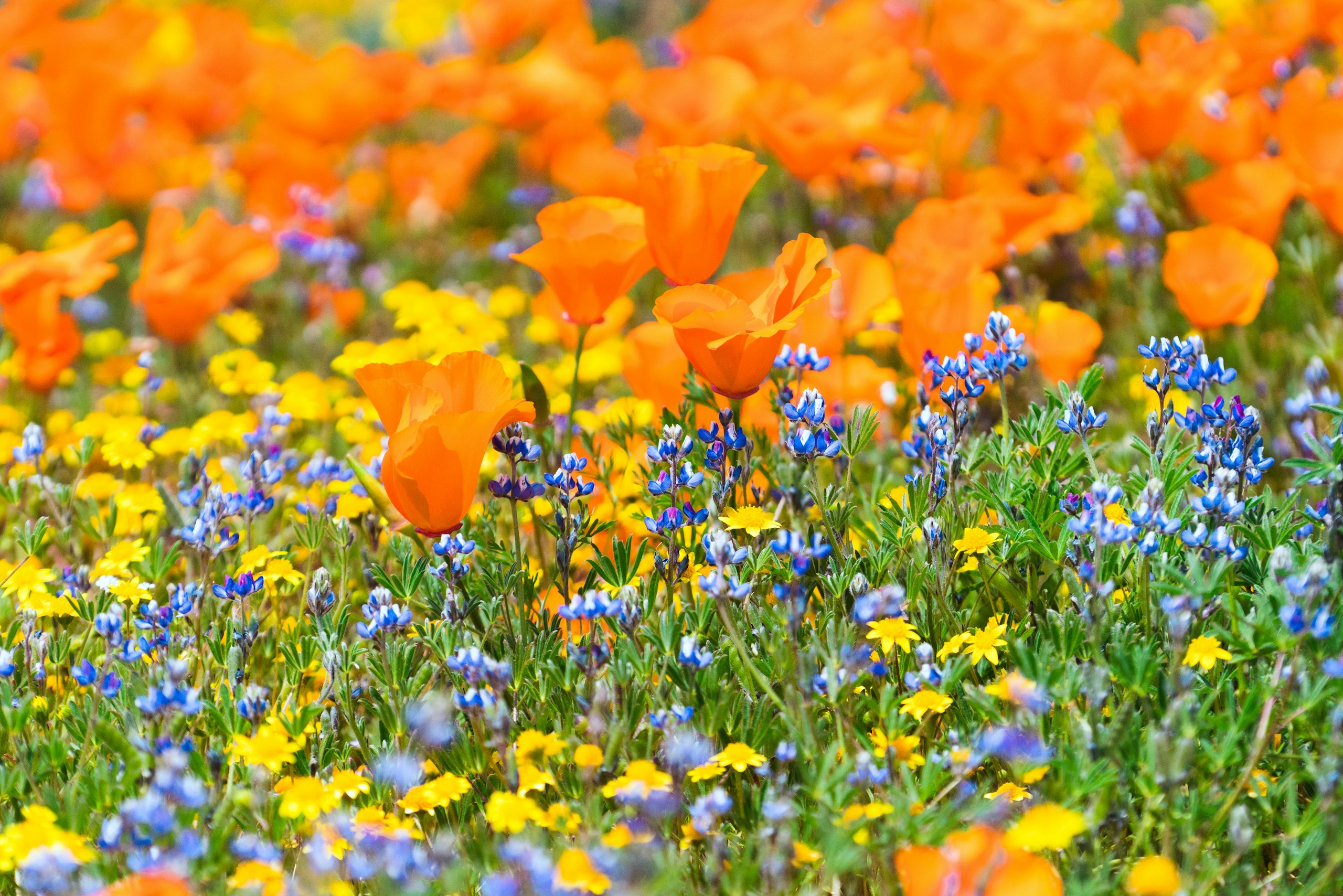 California poppies, blue lupine and yellow goldfields in bloom